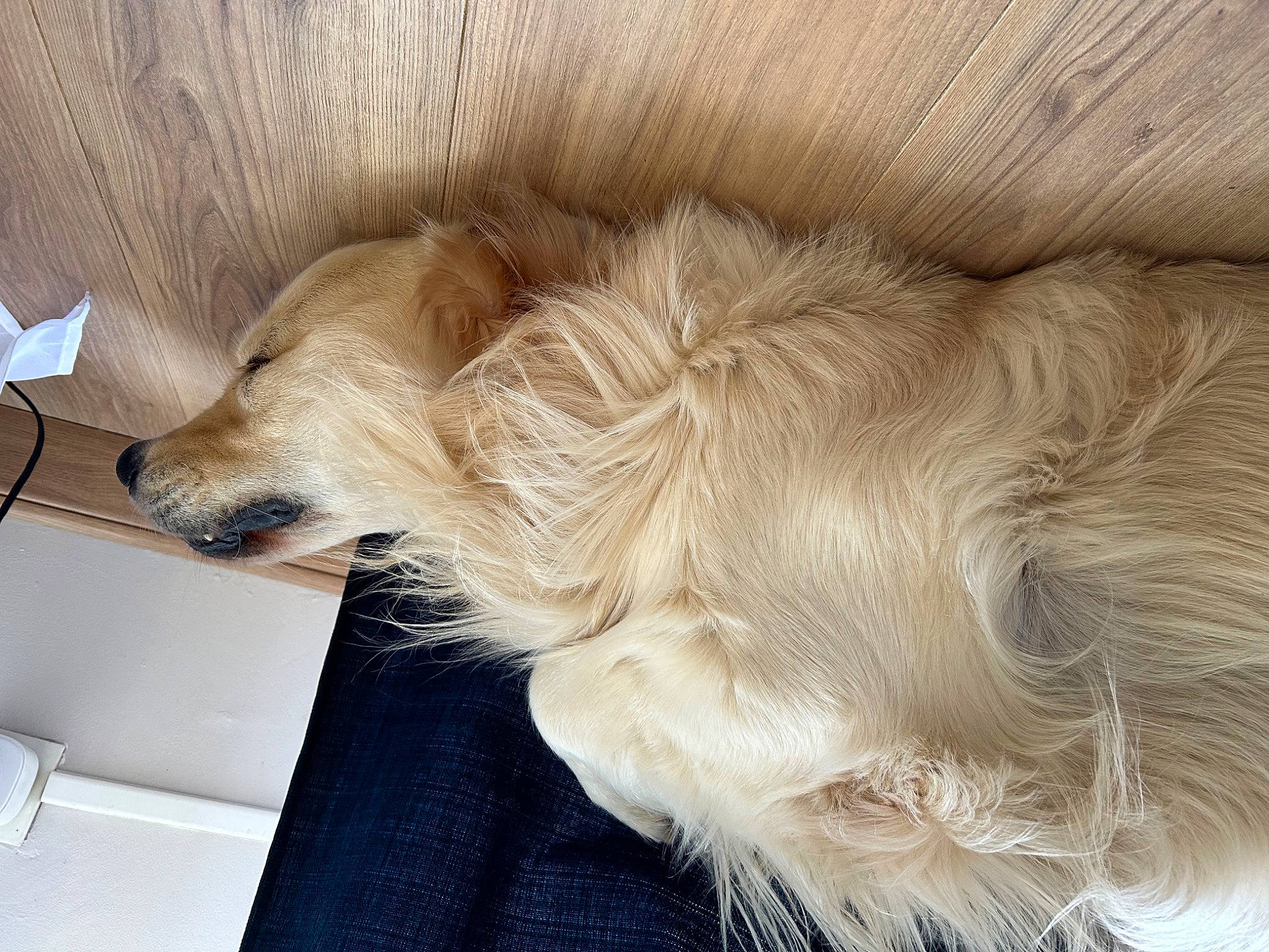 Teo a rejoint le concours — aidez-le/la à gagner de superbes lots ! canidae, carnivore, comfort, companion_dog, dog, dog_breed, dog_collar, dog_supply, ear, fawn, fur, liver, nap, natural_material, paw, pet_supply, snout, sporting_group, whiskers, working_animal