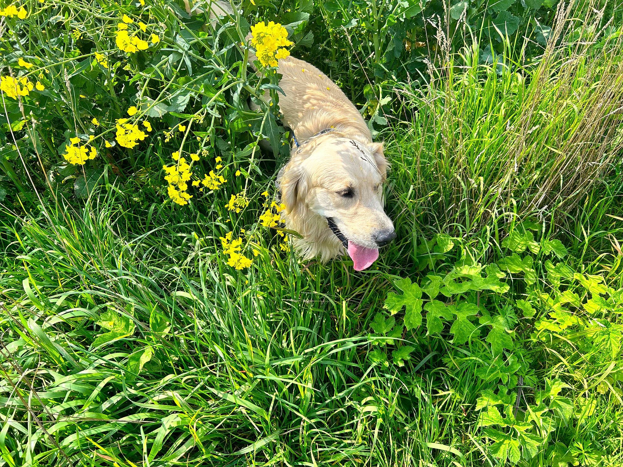Teo a rejoint le concours — aidez-le/la à gagner de superbes lots ! carnivore, companion_dog, dog, dog_breed, fawn, flower, grass, grass_family, grassland, groundcover, herbaceous_plant, meadow, natural_landscape, people_in_nature, plant, plant_community, prairie, shrub, sporting_group, terrestrial_plant