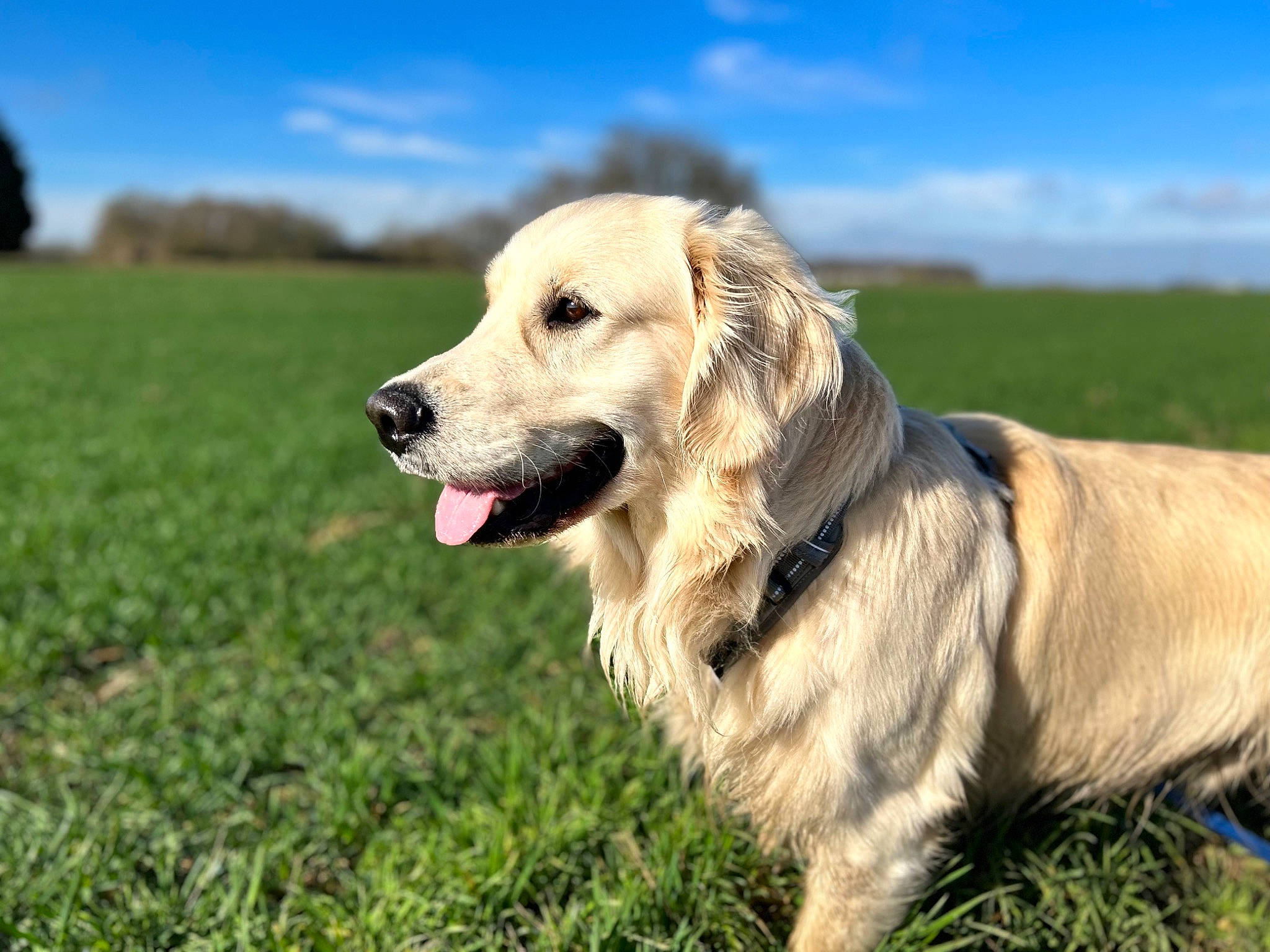 Teo participe au concours pour gagner de l'argent avec cette photo : canidae, carnivore, cloud, companion_dog, dog, dog_breed, fawn, grass, grassland, gun_dog, happy, landscape, people_in_nature, plant, retriever, sky, snout, sporting_group, tree, working_dog
