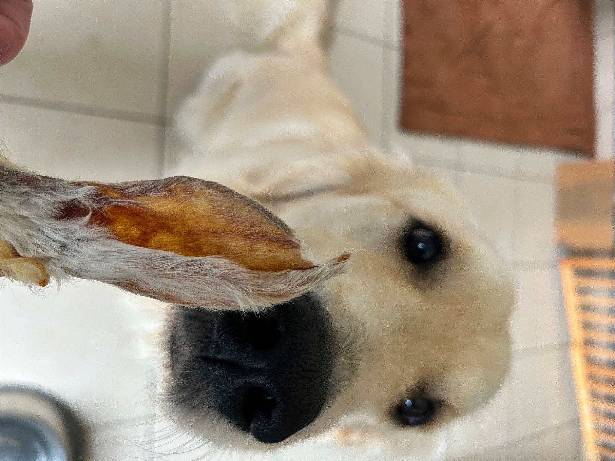 Teo participe au concours pour gagner de l'argent avec cette photo : canidae, carnivore, claw, collar, companion_dog, dog, dog_breed, dog_collar, ear, fawn, fur, pack_animal, paw, pet_supply, puppy, snout, sporting_group, tail, whiskers, working_animal