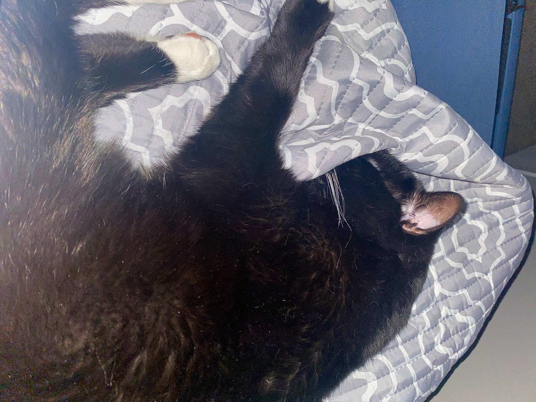 Kitty joined the competition — help win amazing prizes! canidae, carnivore, claw, comfort, companion_dog, dog_breed, felidae, flooring, foot, fur, gesture, human_leg, leg, mammal, small_to_medium_sized_cats, snout, tail, thigh, vertebrate, whiskers