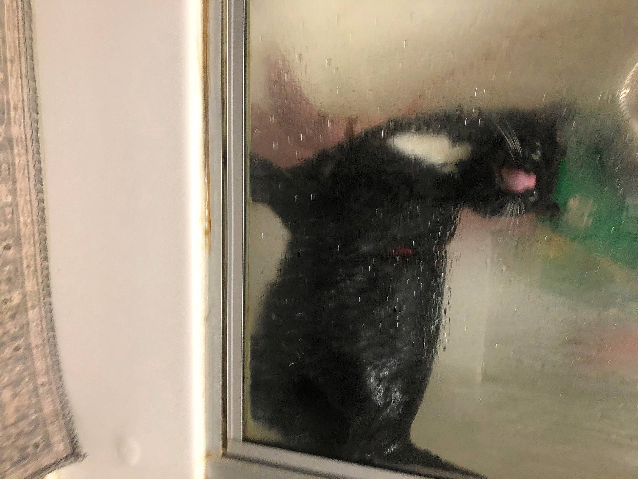 Kitty is registered to the contest to win money with this photo: automotive_exterior, automotive_window_part, canidae, carnivore, cat, domestic_short_haired_cat, felidae, fur, glass, liquid, reflection, small_to_medium_sized_cats, snout, tail, tints_and_shades, vehicle_door, visual_arts, whiskers, window, windshield