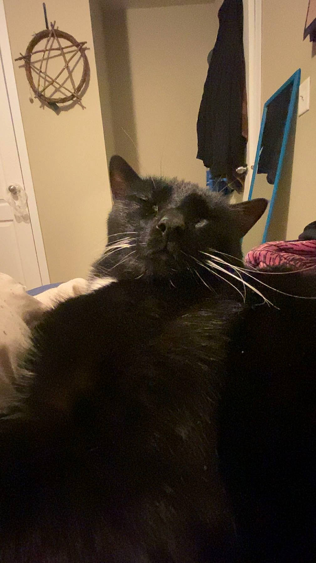 Kitty joined the competition — help win amazing prizes! black_cat, carnivore, cat, comfort, domestic_short_haired_cat, door, felidae, flooring, fur, grey, mammal, mechanical_fan, monochrome_photography, room, small_to_medium_sized_cats, tail, textile, tints_and_shades, whiskers, window