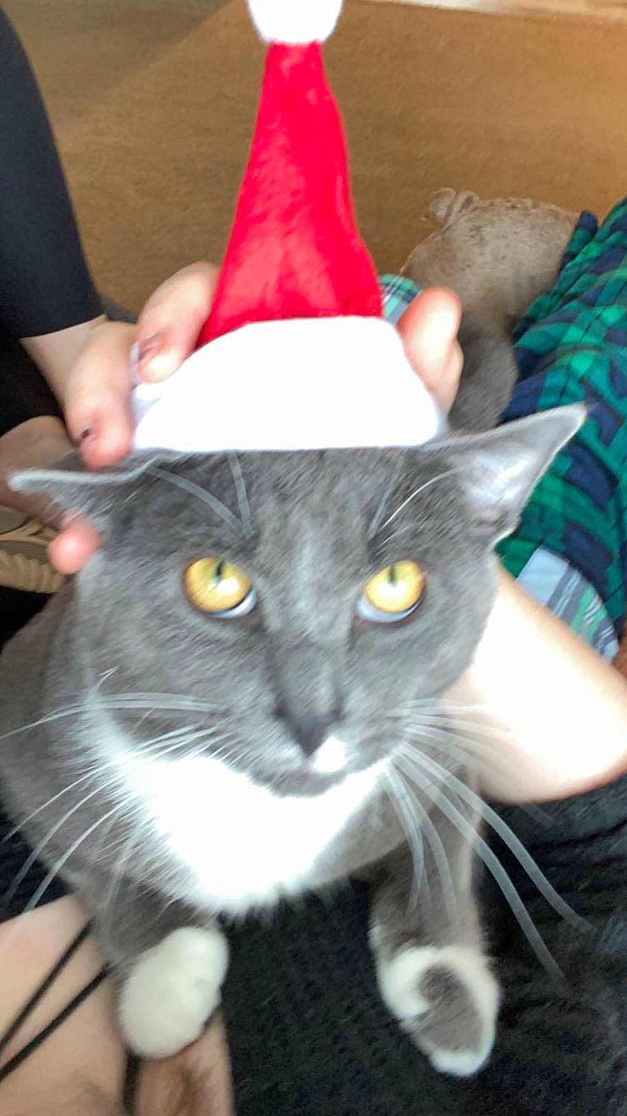 Gus is registered to the contest to win money with this photo: cap, carmine, carnivore, cat, cone, costume_accessory, costume_hat, domestic_short_haired_cat, fashion_accessory, felidae, fur, hat, holiday, party_hat, party_supply, small_to_medium_sized_cats, sun_hat, tail, whiskers