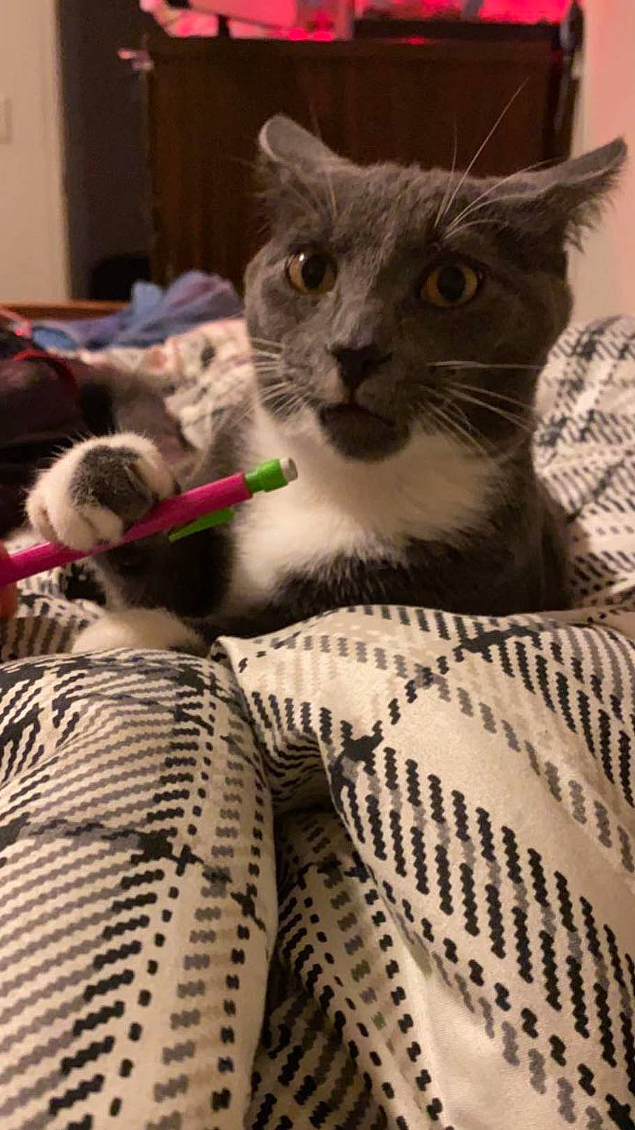 Gus joined the competition — help win amazing prizes! basket, carnivore, cat, cat_supply, claw, comfort, domestic_short_haired_cat, fawn, felidae, fur, linens, pattern, paw, pet_supply, small_to_medium_sized_cats, snout, tail, textile, whiskers, wool