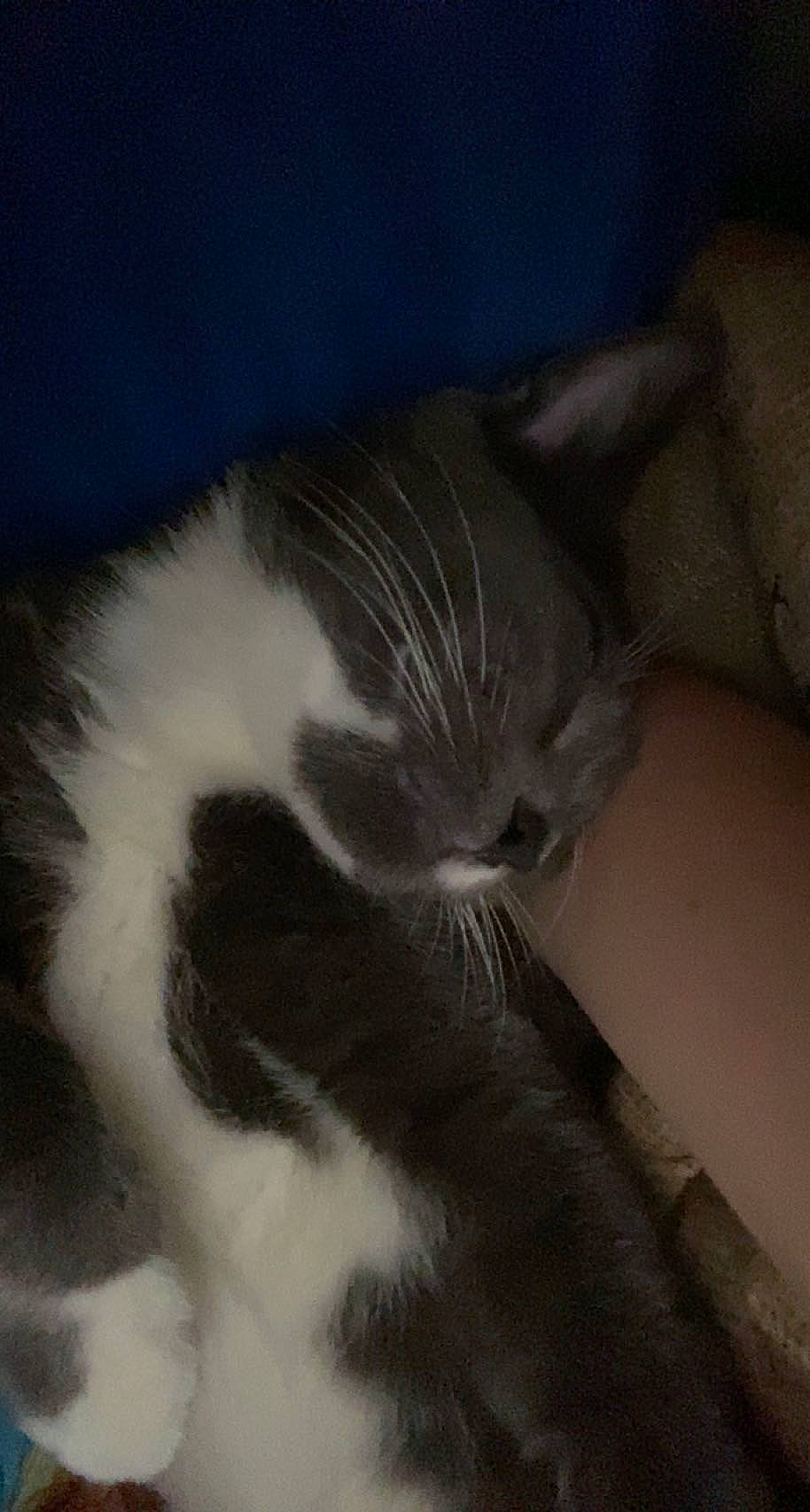 Gus is registered to the contest to win money with this photo: carnivore, cat, claw, cloud, comfort, domestic_short_haired_cat, ear, felidae, fur, grey, human_body, human_leg, mammal, nap, paw, sky, sleep, small_to_medium_sized_cats, tail, whiskers