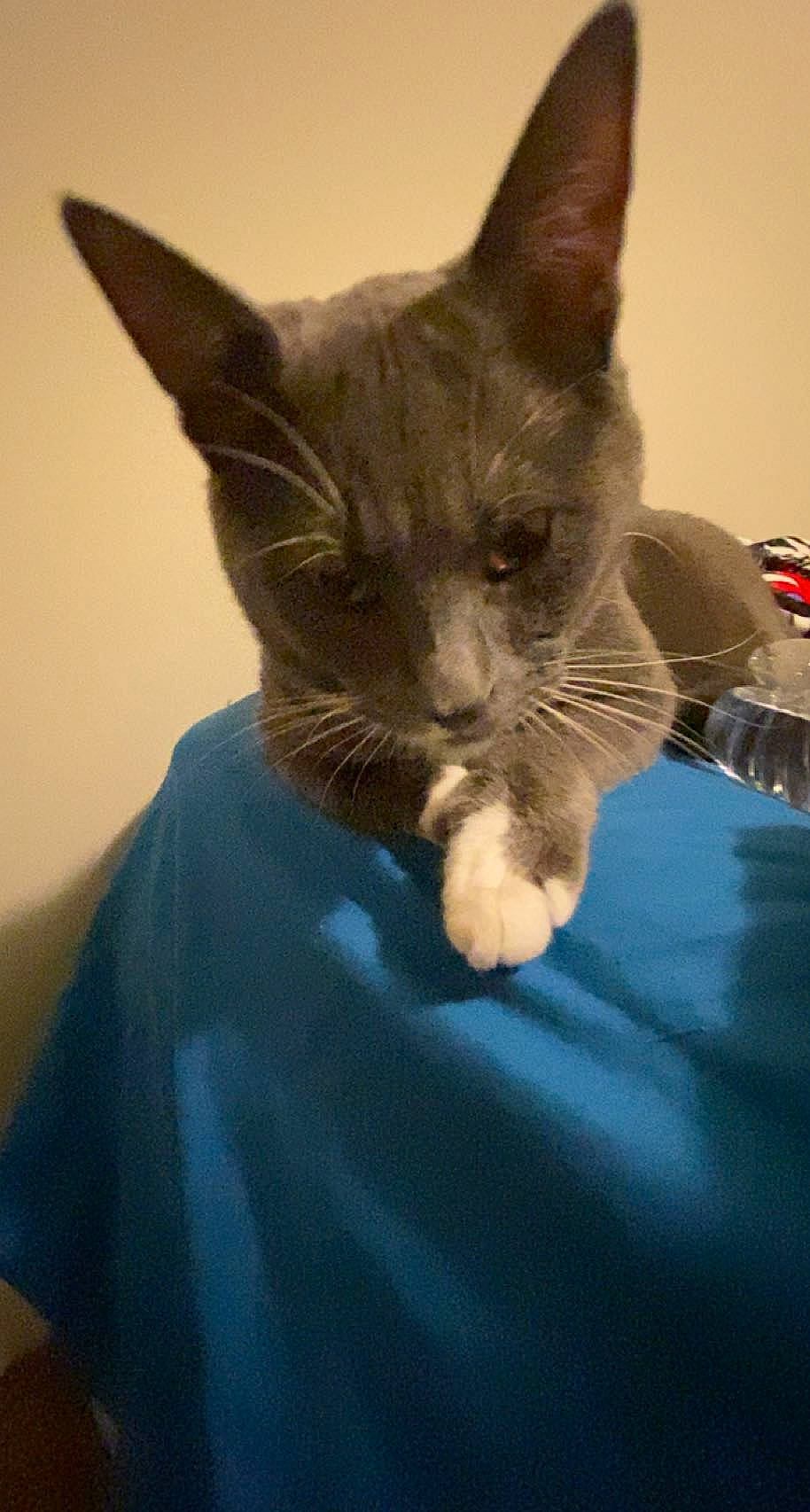 Gus joined the competition — help win amazing prizes! carnivore, cat, claw, comfort, domestic_short_haired_cat, ear, electric_blue, felidae, fur, paw, small_to_medium_sized_cats, snout, tail, whiskers