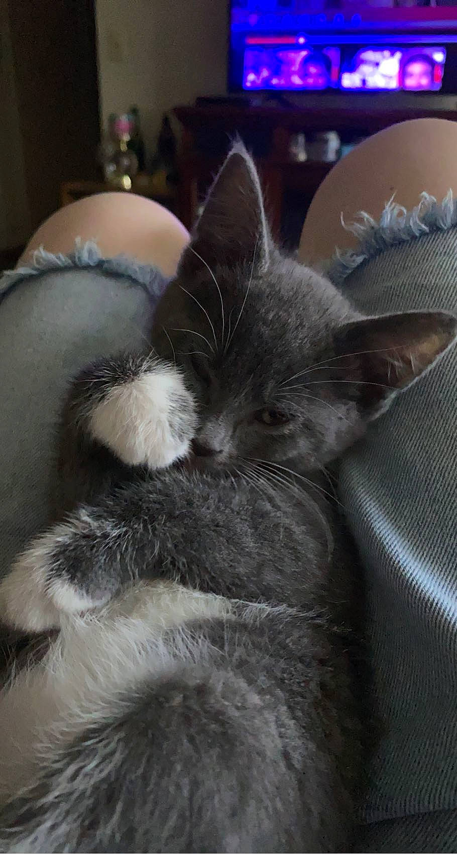 Gus is registered to the contest to win money with this photo: black_cat, carnivore, cat, claw, comfort, domestic_short_haired_cat, ear, eye, felidae, foot, fur, grey, human_leg, nail, nap, paw, sleep, small_to_medium_sized_cats, tail, whiskers