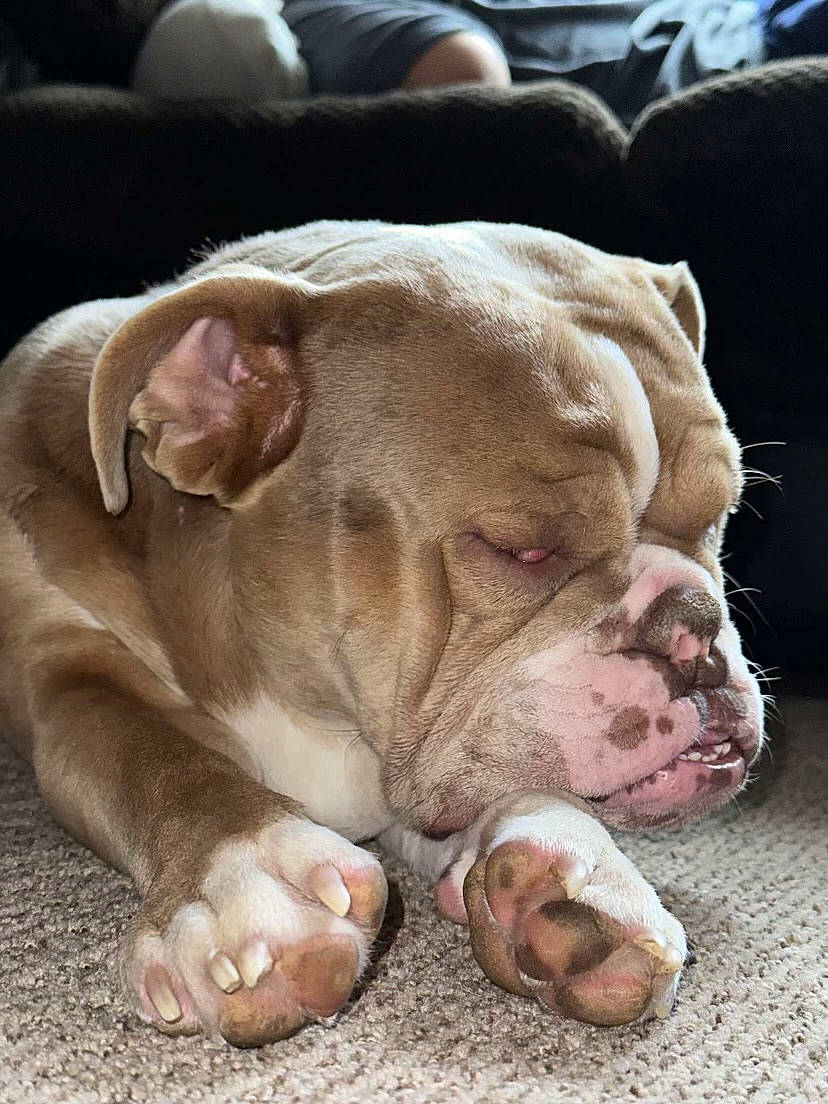 Dozer is registered to the contest to win money with this photo: bored, bulldog, canidae, carnivore, comfort, companion_dog, dog, dog_breed, eye, fawn, head, liver, molosser, snout, sporting_group, terrestrial_animal, whiskers, wildlife, working_animal, wrinkle