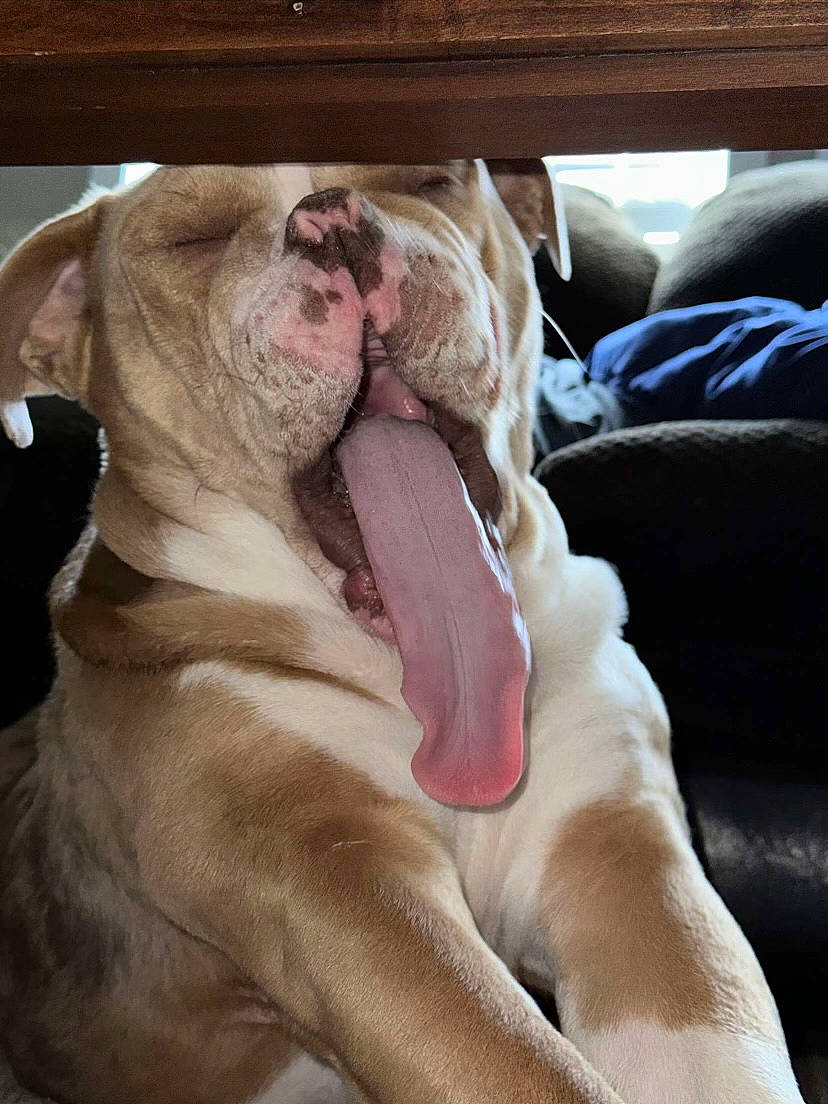 Dozer is registered to the contest to win money with this photo: canidae, carnivore, comfort, companion_dog, dog, dog_breed, fawn, felidae, flesh, fur, giant_dog_breed, guard_dog, liver, nap, paw, snout, sporting_group, whiskers, working_animal, wrinkle