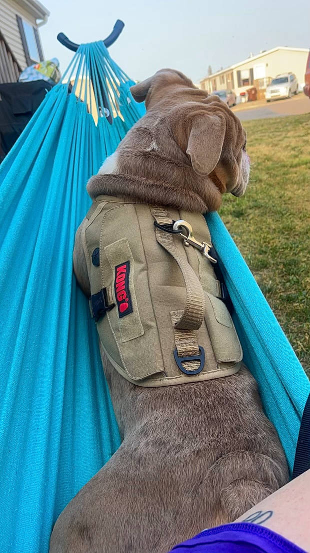 Dozer is registered to the contest to win money with this photo: bag, baggage, blue, canidae, electric_blue, fashion_accessory, fawn, fur, grass, jacket, linens, luggage_and_bags, motor_vehicle, personal_protective_equipment, sky, sporting_group, stuffed_toy, textile, vehicle_door, working_animal