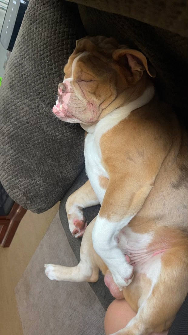 Dozer is registered to the contest to win money with this photo: bulldog, canidae, carnivore, comfort, companion_dog, dog, dog_breed, dog_collar, ear, fawn, fur, liver, non_sporting_group, paw, snout, sporting_group, tail, whiskers, working_animal, wrinkle