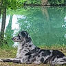 animal, canine, dog, fur, grass, greenery, leaves, merle, nature, outdoor, peaceful, pond, reflection, relaxing, resting, scenic, side_view, summer, tree, water