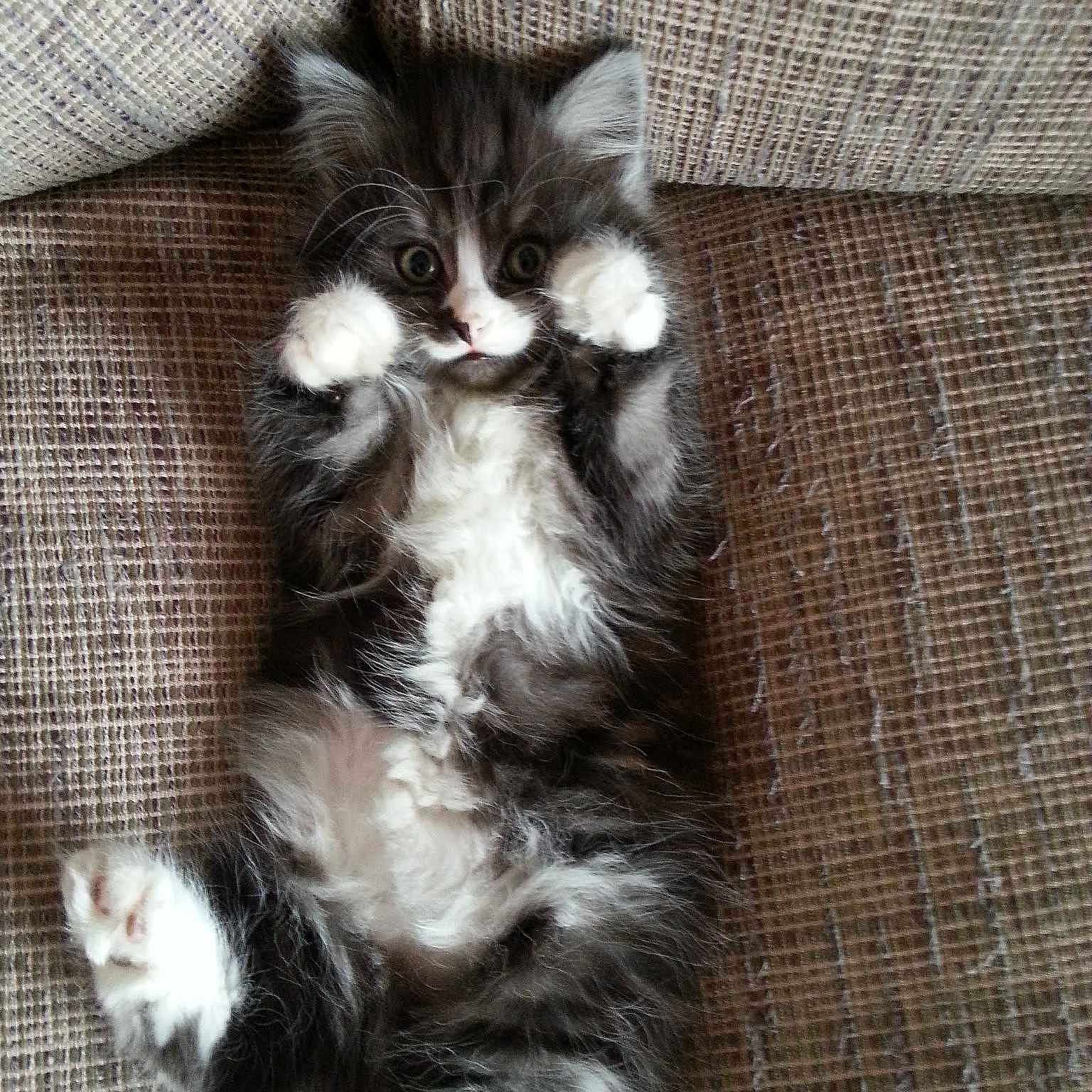 Poppy joined the competition — help win amazing prizes!