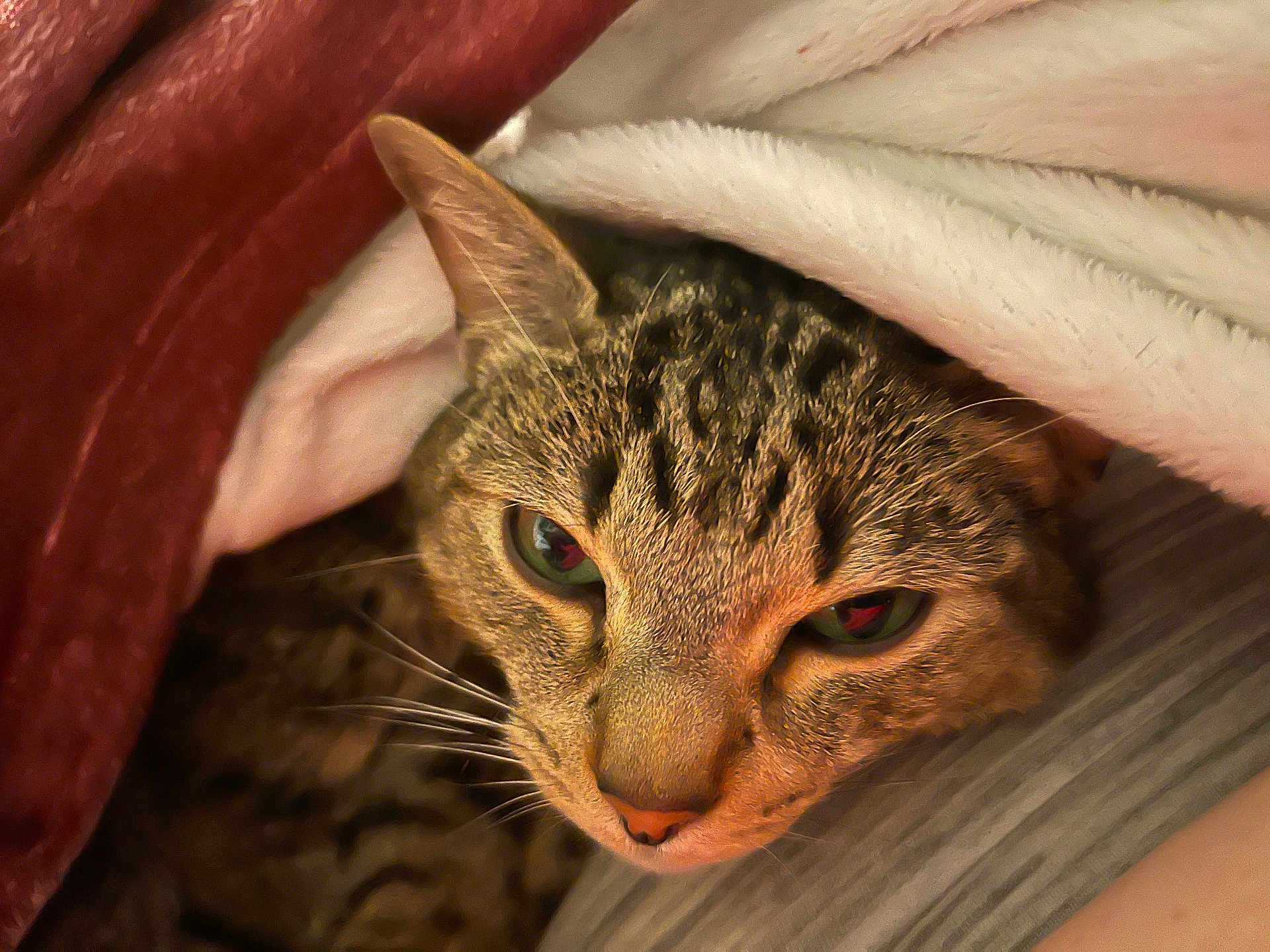 Tigger is registered to the contest to win money with this photo: cat, tabby_cat, pet, animal, fur, whiskers, face, eyes, blanket, cozy, sleepy, portrait, close_up, indoor, bedding, fur_pattern, ear, nose, lounging, domestic_cat