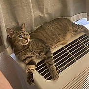 Tigger joined the competition — help win amazing prizes! cat, tabby_cat, pet, indoor, curtain, air_conditioner, lounging, paw, whiskers, green_eyes, relaxed, feline, striped_fur, appliance, cozy, resting, home_interior, living_space, mammal, portrait