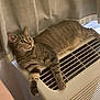 cat, tabby_cat, pet, indoor, curtain, air_conditioner, lounging, paw, whiskers, green_eyes, relaxed, feline, striped_fur, appliance, cozy, resting, home_interior, living_space, mammal, portrait