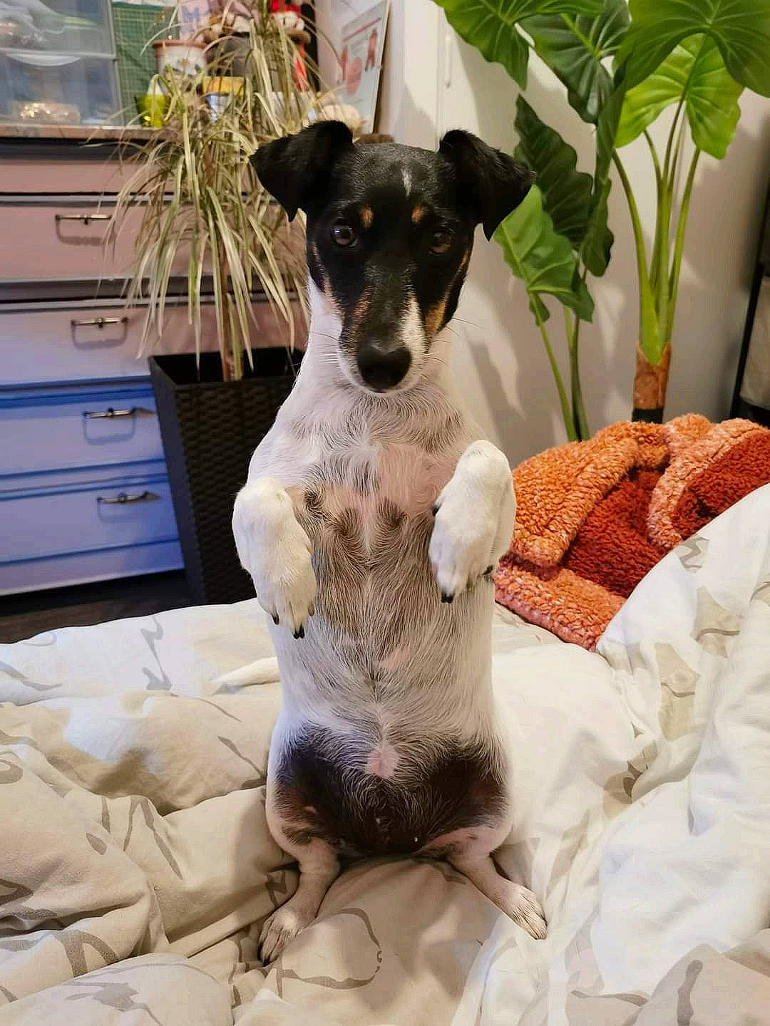 Olie participe au concours pour gagner de l'argent avec cette photo : carnivore, collar, comfort, companion_dog, computer_keyboard, dog, dog_breed, fawn, flowerpot, fur, houseplant, linens, mammal, paw, plant, snout, tableware, terrier, whiskers, working_animal