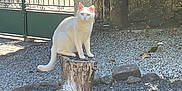 Looping a rejoint le concours — aidez-le/la à gagner de superbes lots ! animal, backyard, cat, daytime, feline, garden, gravel, green_leaves, nature, outdoor, peaceful, pet, quiet, rocks, shade, still_life, stone_wall, sunlight, tree_stump, white_cat