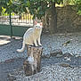 animal, backyard, cat, daytime, feline, garden, gravel, green_leaves, nature, outdoor, peaceful, pet, quiet, rocks, shade, still_life, stone_wall, sunlight, tree_stump, white_cat