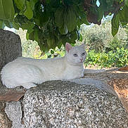 Looping participe au concours pour gagner de l'argent avec cette photo : animal, calm, cat, daylight, fur, greenery, leaves, mammal, nature, outdoor, pet, quiet, relaxing, resting, rocks, shade, stone, tree, white_cat, wildlife