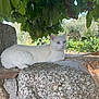 animal, calm, cat, daylight, fur, greenery, leaves, mammal, nature, outdoor, pet, quiet, relaxing, resting, rocks, shade, stone, tree, white_cat, wildlife
