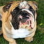 Bruno joined the competition — help win amazing prizes! bulldog, dog, pet, animal, closeup, portrait, wrinkles, grass, outdoor, cute, face, expressive, brown, white, black, ears, eyes, mouth, underbite, sitting