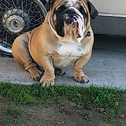 Bruno is registered to the contest to win money with this photo: dog, bulldog, pet, animal, sitting, grass, concrete, car, tire, wheel, outdoor, daylight, mammal, brown, white, fur, collar, paw, cute, portrait