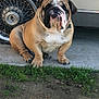 animal, brown, bulldog, car, collar, concrete, cute, daylight, dog, fur, grass, mammal, outdoor, paw, pet, portrait, sitting, tire, wheel, white