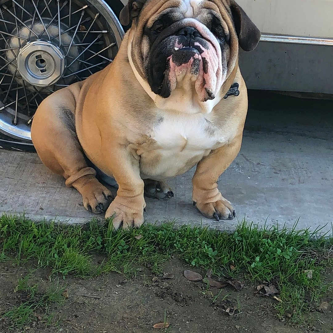 Bruno is registered to the contest to win money with this photo: animal, brown, bulldog, car, collar, concrete, cute, daylight, dog, fur, grass, mammal, outdoor, paw, pet, portrait, sitting, tire, wheel, white