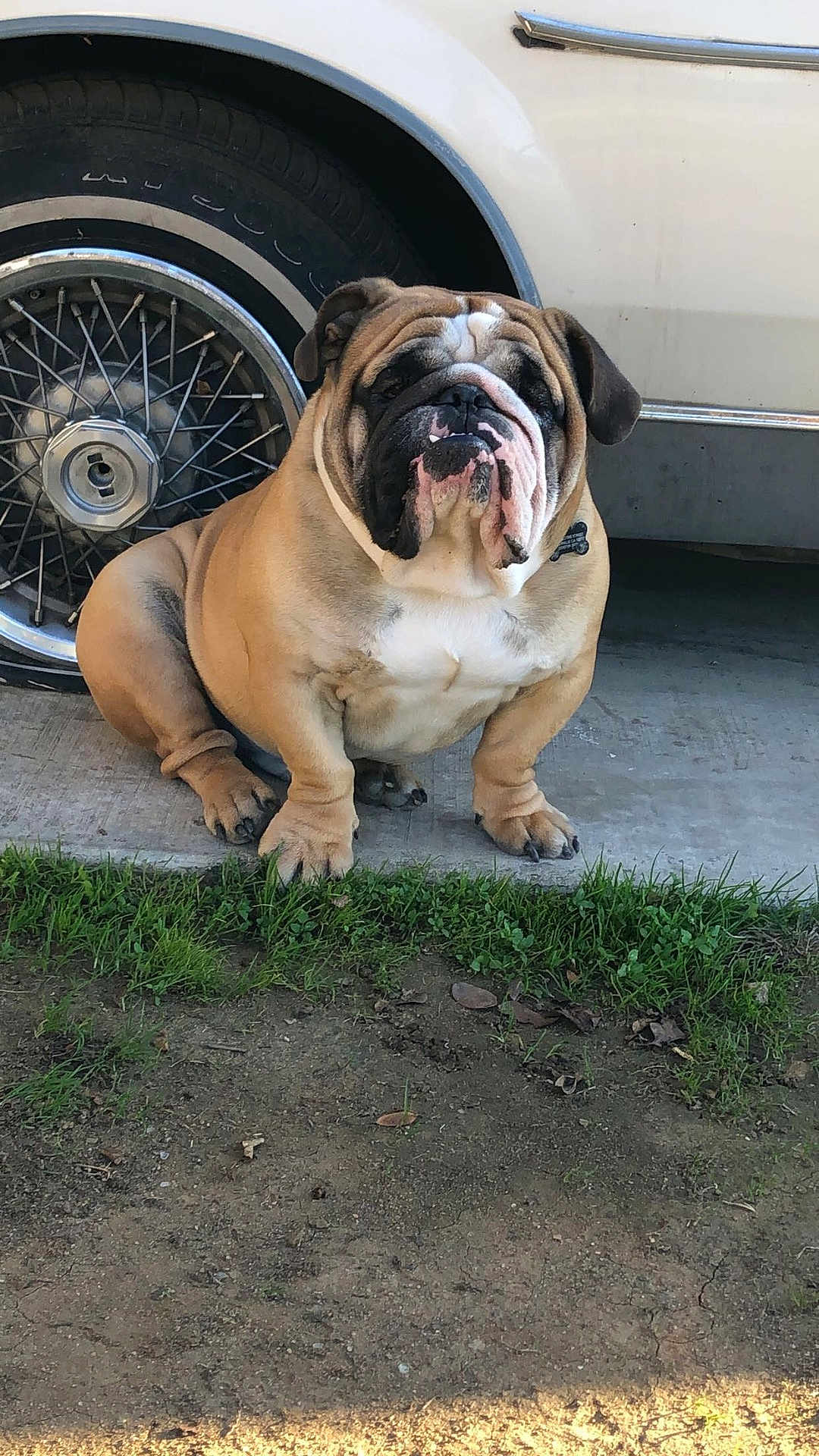 Bruno