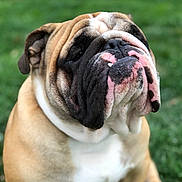 Bruno is registered to the contest to win money with this photo: bulldog, dog, pet, close_up, portrait, wrinkles, pink_markings, black_markings, brown_fur, white_fur, grass, outdoor, animal, cute, sitting, face, muzzle, expression, canine, nature