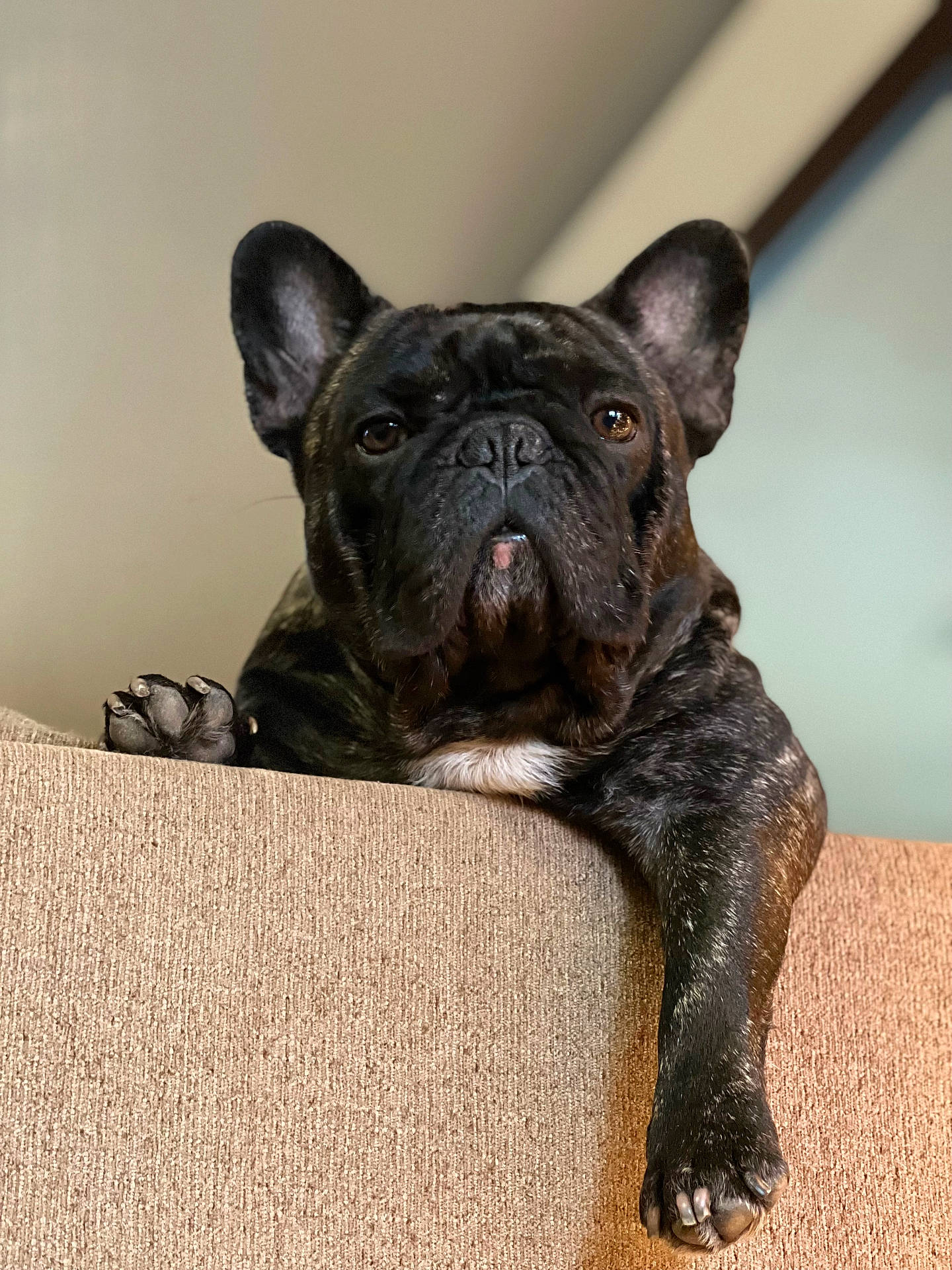 Otis is registered to the contest to win money with this photo: animal, black, canine, closeup, companion, couch, cute, dog, domestic_animal, french_bulldog, fur, furniture, household, indoor, mammal, paw, pet, portrait, relaxed, resting