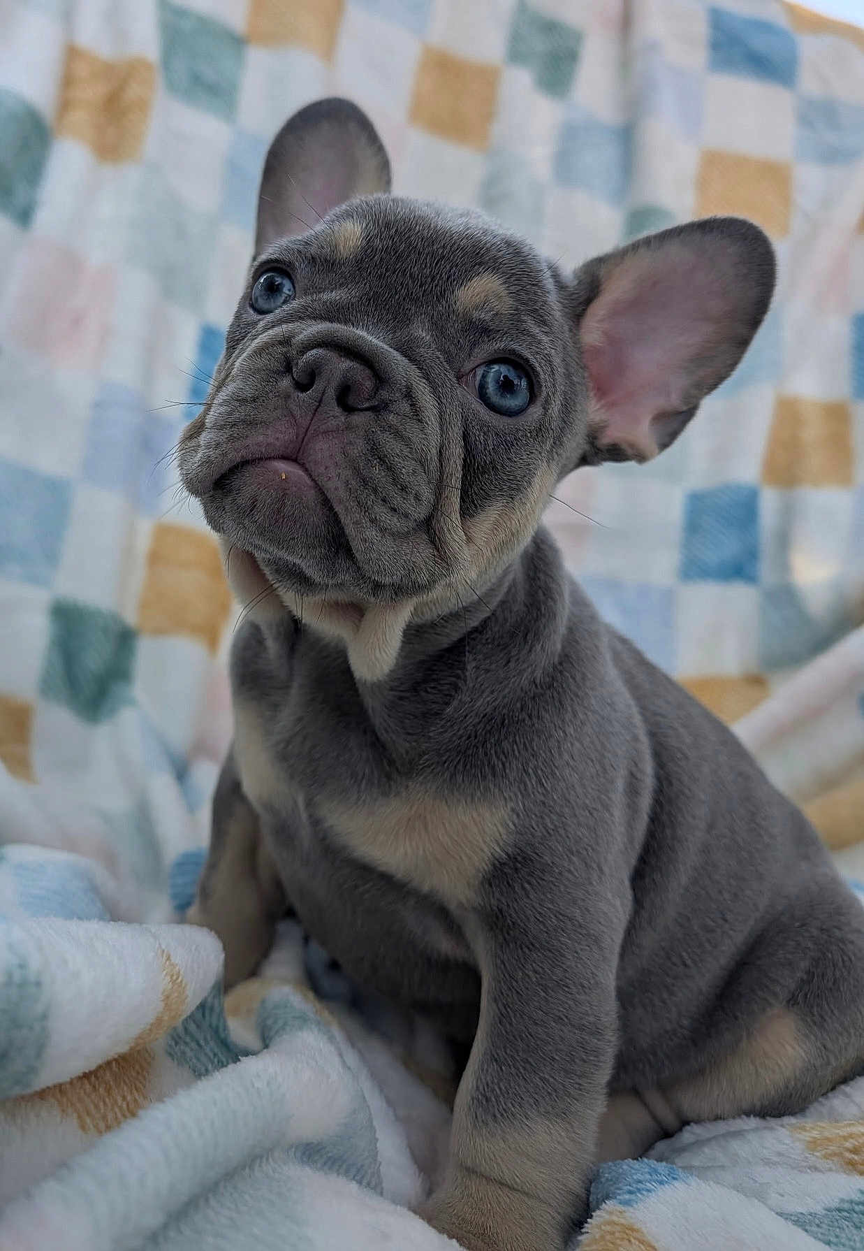 Bruce joined the competition — help win amazing prizes! puppy, french_bulldog, dog, blue_eyes, ears, pet, blanket, cute, animal, fur, portrait, sitting, indoor, young, mammal, canine, snout, whiskers, soft, expression