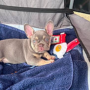 Bruce is registered to the contest to win money with this photo: french_bulldog, puppy, dog, blue_eyes, plush_toys, towel, indoor, pet, cute, canine, resting, fabric_enclosure, toy, ketchup_toy, bacon_toy, fried_egg_toy, nap_time, comfortable, small_dog, pet_bed