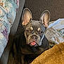 Bruce is registered to the contest to win money with this photo: dog, french_bulldog, puppy, pet, tongue_out, ears, carpet, blanket, indoor, cute, animal, fur, companion, canine, sitting, young, looking, face, domestic, adorable