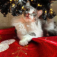 Umi joined the competition — help win amazing prizes! cat, fluffy, gray_and_white, christmas_tree, christmas_lights, decorations, red_cloth, holiday_theme, indoor, pet, cute, relaxed, curious, feline, festive, warm_lighting, closeup, whiskers, soft_fur, cozy