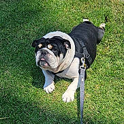 Oreo joined the competition — help win amazing prizes! bulldog, dog, pet, animal, grass, outdoor, leash, harness, tongue, black_and_white, cute, lying_down, sunlight, green, nature, mammal, friendly, companion, playful, resting