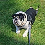 bulldog, dog, pet, animal, grass, outdoor, leash, harness, tongue, black_and_white, cute, lying_down, sunlight, green, nature, mammal, friendly, companion, playful, resting