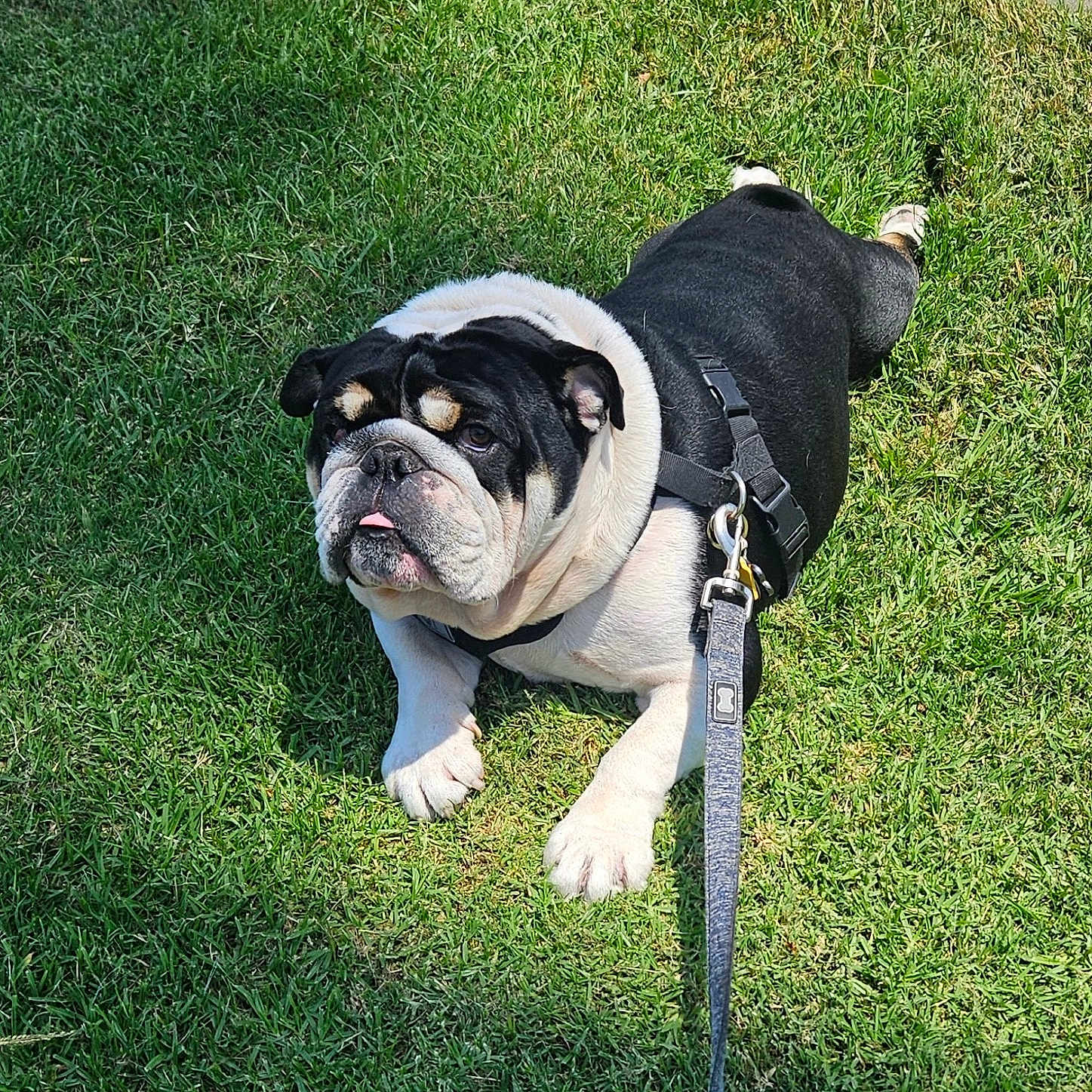 Oreo joined the competition — help win amazing prizes! animal, black_and_white, bulldog, companion, cute, dog, friendly, grass, green, harness, leash, lying_down, mammal, nature, outdoor, pet, playful, resting, sunlight, tongue