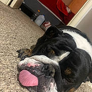Sage joined the competition — help win amazing prizes! dog, bulldog, tongue_out, carpet, indoor, pet, sleepy, black_and_white, close_up, canine, resting, animal, floor, household, cozy, furniture, relaxed, paw, nose, whiskers