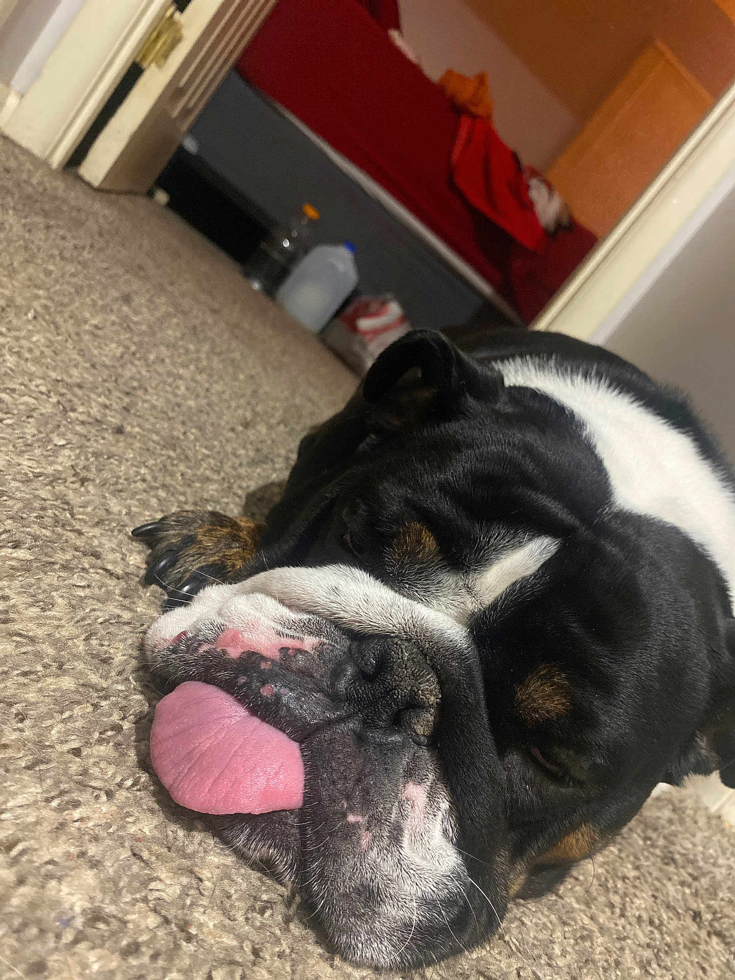 Sage joined the competition — help win amazing prizes! dog, bulldog, tongue_out, carpet, indoor, pet, sleepy, black_and_white, close_up, canine, resting, animal, floor, household, cozy, furniture, relaxed, paw, nose, whiskers
