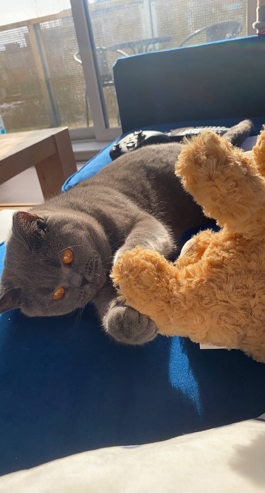 Oats is registered to the contest to win money with this photo: carnivore, chair, comfort, companion_dog, dog_breed, fawn, felidae, flooring, fur_clothing, gesture, mammal, plush, small_to_medium_sized_cats, snout, stuffed_toy, tail, toy, vertebrate, wood, wool