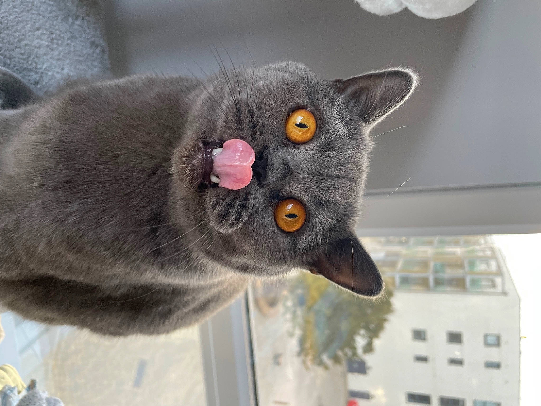 Oats joined the competition — help win amazing prizes! carnivore, cat, curious, domestic_short_haired_cat, felidae, fur, grey, russian_blue, small_to_medium_sized_cats, snout, tail, whiskers, window