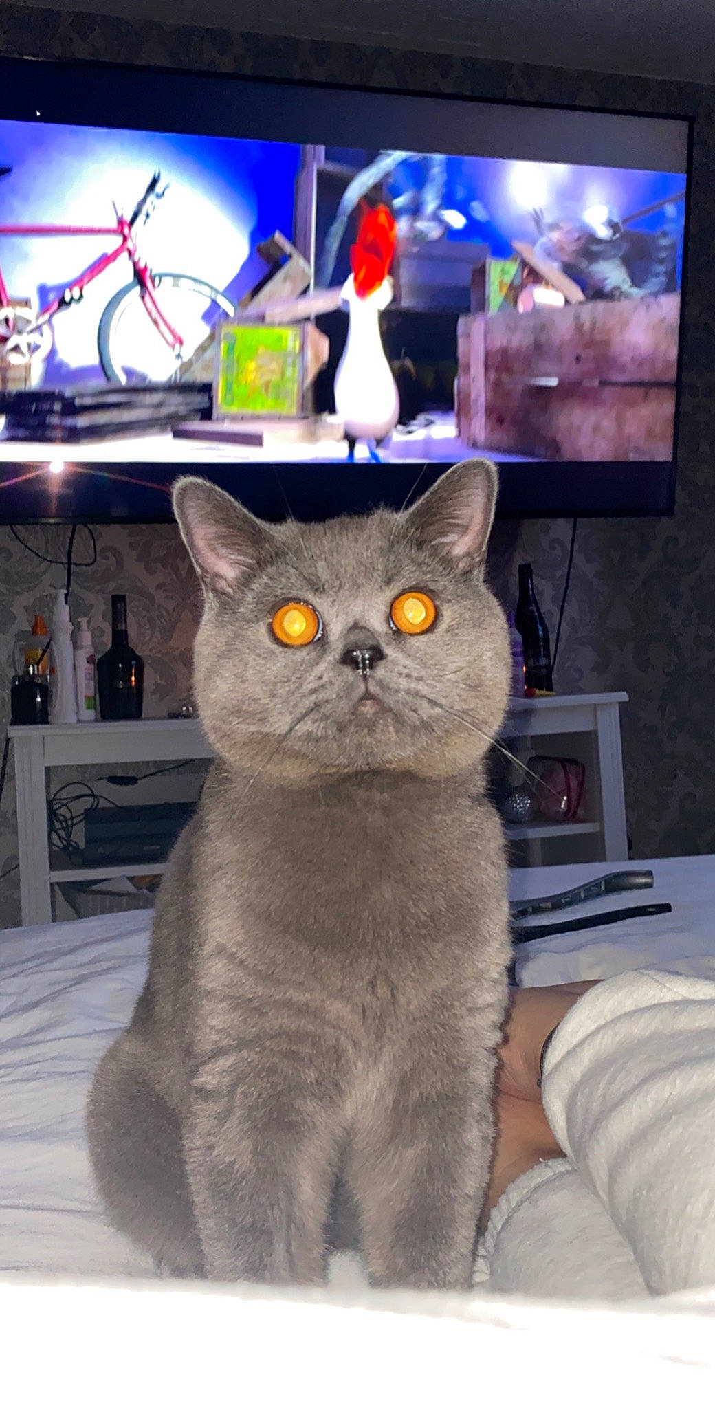 Oats is registered to the contest to win money with this photo: blue, carnivore, cat, domestic_short_haired_cat, event, fawn, felidae, fur, glasses, grey, laptop, mechanical_fan, picture_frame, small_to_medium_sized_cats, snout, tail, television, toy, whiskers, white