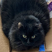 Meenew joined the competition — help win amazing prizes! black_cat, cat, fluffy, fur, green_eyes, golden_eyes, animal, pet, kitten, box, cardboard, packaging, blue_tape, wooden_floor, indoors, portrait, staring, lying_down, whiskers, cute