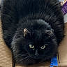 black_cat, cat, fluffy, fur, green_eyes, golden_eyes, animal, pet, kitten, box, cardboard, packaging, blue_tape, wooden_floor, indoors, portrait, staring, lying_down, whiskers, cute
