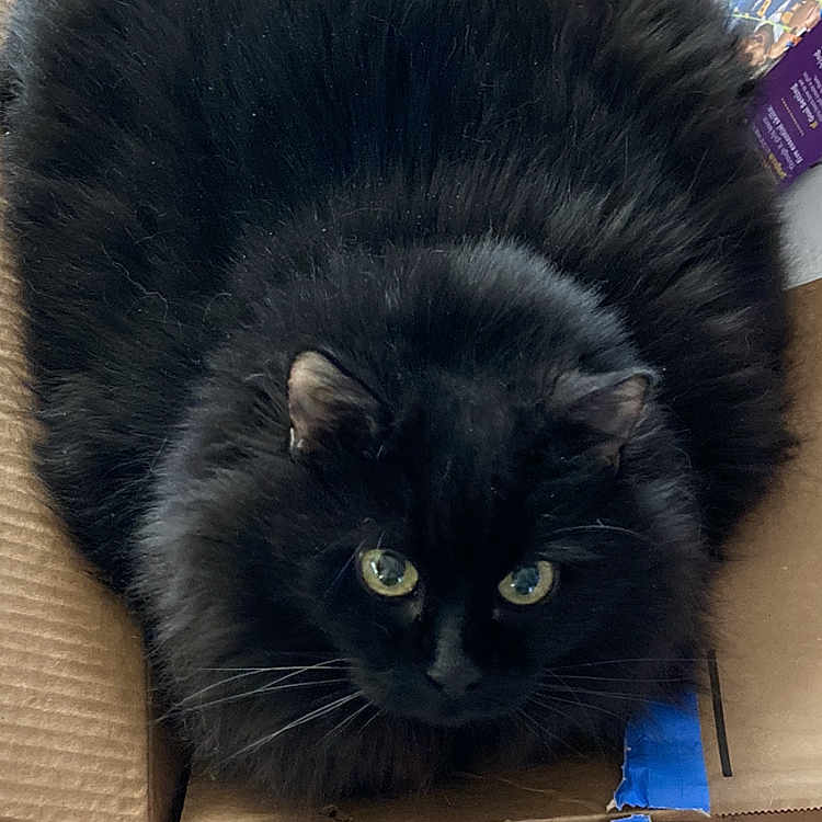 Meenew joined the competition — help win amazing prizes! black_cat, cat, fluffy, fur, green_eyes, golden_eyes, animal, pet, kitten, box, cardboard, packaging, blue_tape, wooden_floor, indoors, portrait, staring, lying_down, whiskers, cute