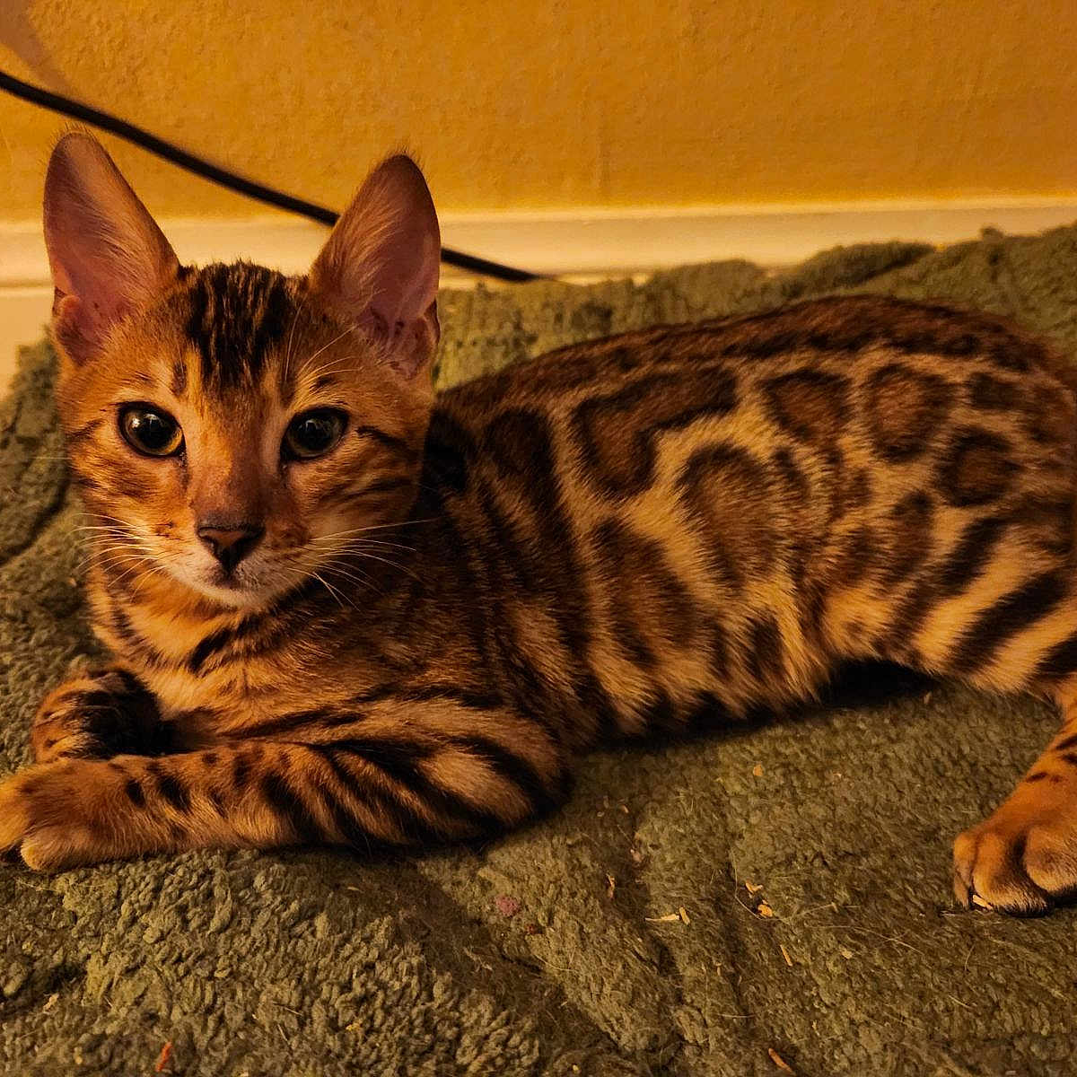 Vénus a rejoint le concours — aidez-le/la à gagner de superbes lots ! abyssinian, animal, blanket, cat, couch, egyptiancat, furniture, hardwood, kitten, manx, ocelot, person, pet, sleeping, wood