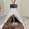 Mia a rejoint le concours — aidez-le/la à gagner de superbes lots ! dog, small_dog, black_and_white, tent, blanket, toy, indoor, pet, cozy, paw_prints, bone_pattern, floor_tiles, canine, resting, cute, animal, home, pet_bed, fabric, playful
